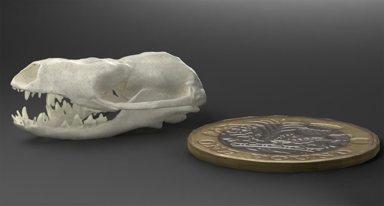 Digital Skull Model – Hadrocodium wui