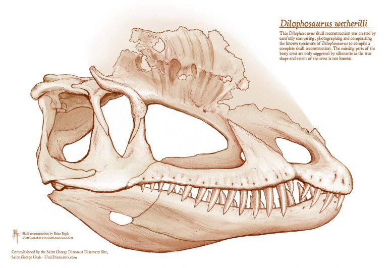 Dilophosaurus Skull Reconstruction