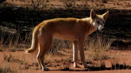 Dingo Solves Problem To Reach Food