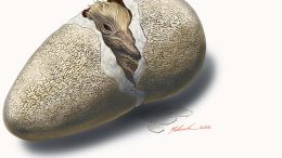Dinosaur Egg Illustration