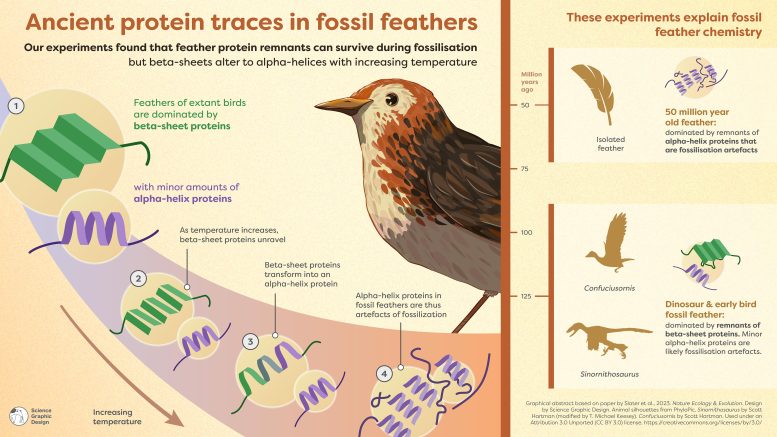 Le piume dei dinosauri rivelano tracce di proteine ​​antiche