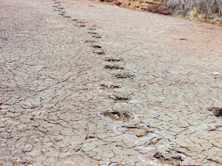 Voetafdrukken van dinosaurussen in Brazilië