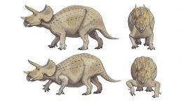 Dinosaur Posture resolved