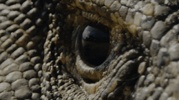 Dinosaur Reptile Eye Close Up