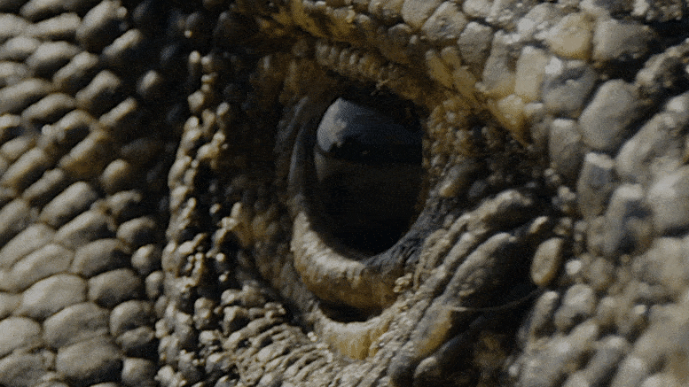 Close-up van dinosaurus reptiel oog