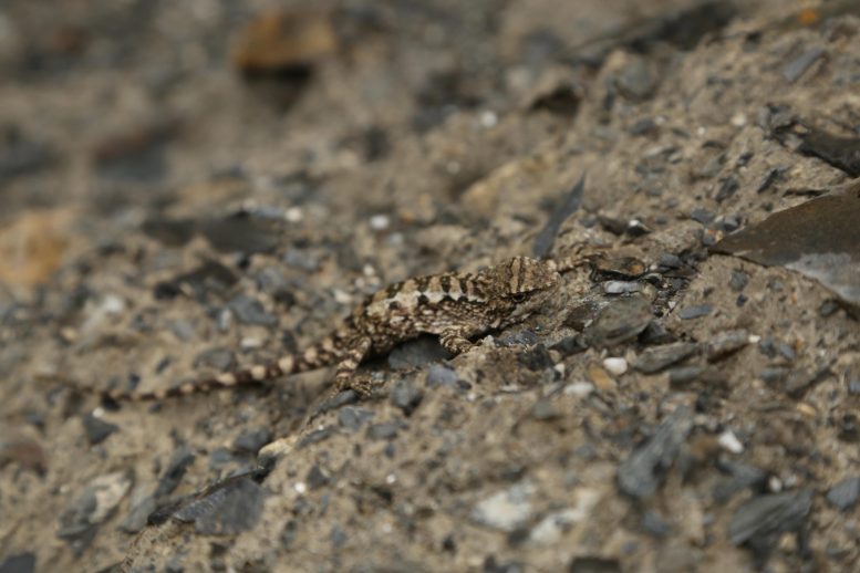 Diploderma Bifluviale Resting on Rocky Ground