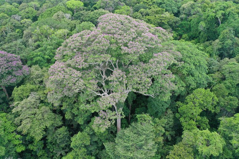 Dipteryx oleifera Tree