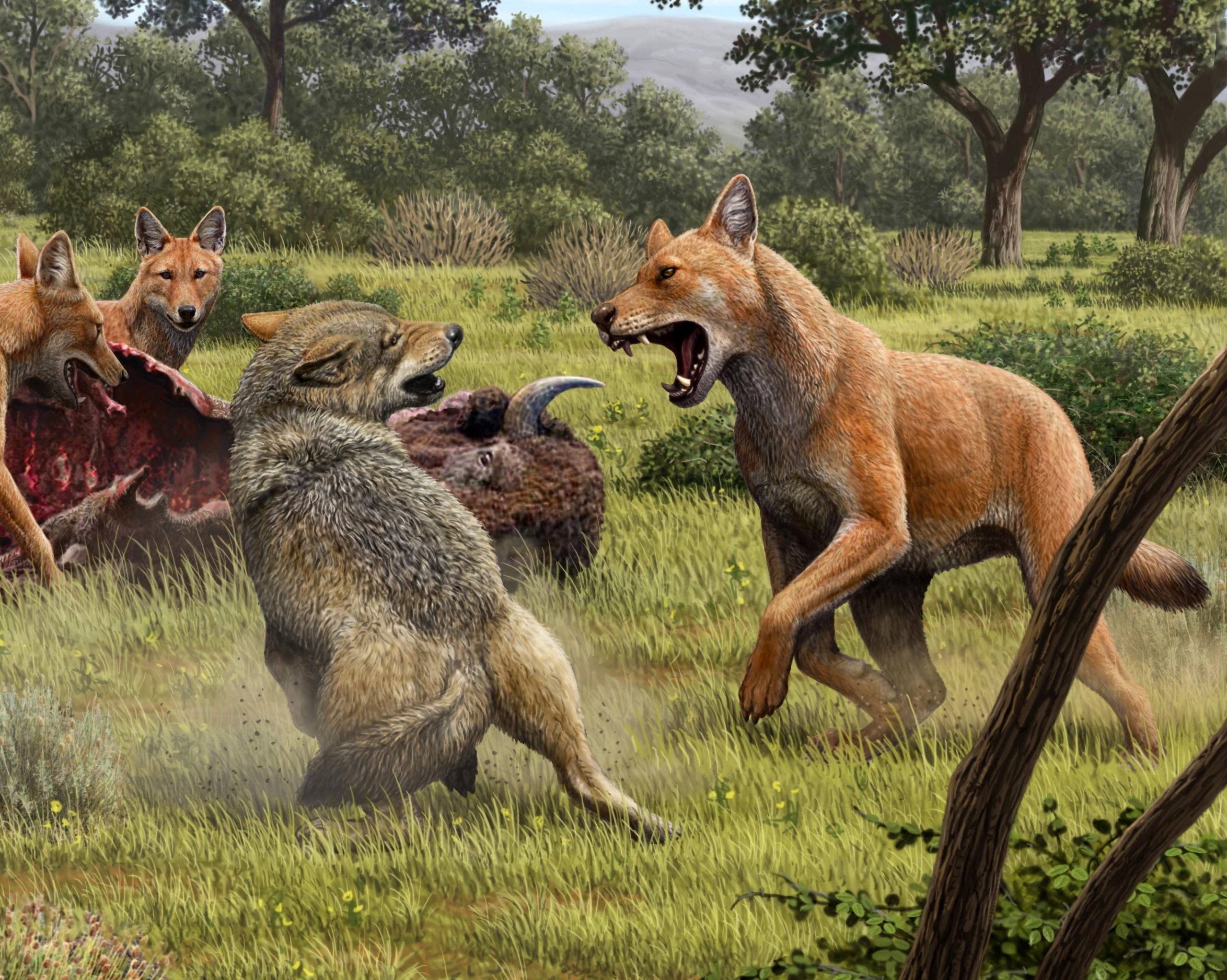Ancient DNA Reveals Secrets of the “Terrifying” Dire Wolf Famous From
