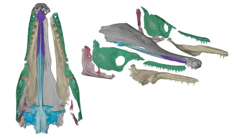 Disarticulated CT-Based Model Alligator Gar Skull