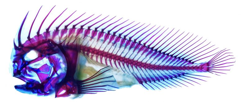 Discovery Redraws Family Tree of Stonefishes