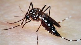 Disease-Bearing Mosquitoes Adapt to Winters