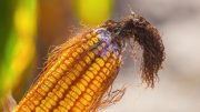 Diseased Moldy Corn Crop