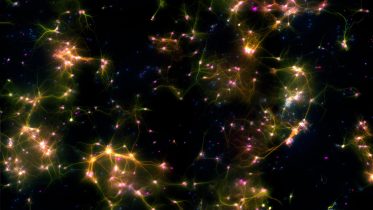 Dishbrain Neurons Axons Dendrites