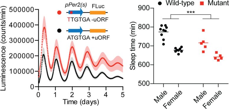 Disruption of the Per2 uORF Disrupts the Amplitude of Circadian Rhythms and Reduces Sleep in Mice