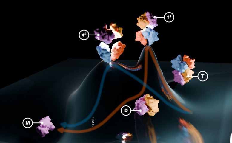 Dissociation of the Four Part TTR Protein