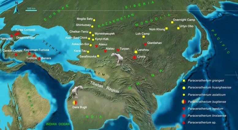 Distribution and Migration of Paraceratherium in Oligocene Eurasia