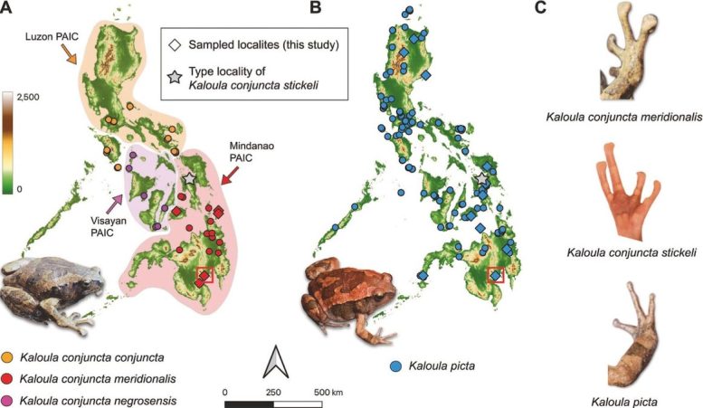 Distribution of Frogs in the Philippines