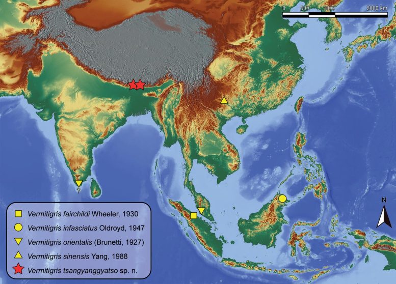 Distribution of Vermitigris Species in Asia