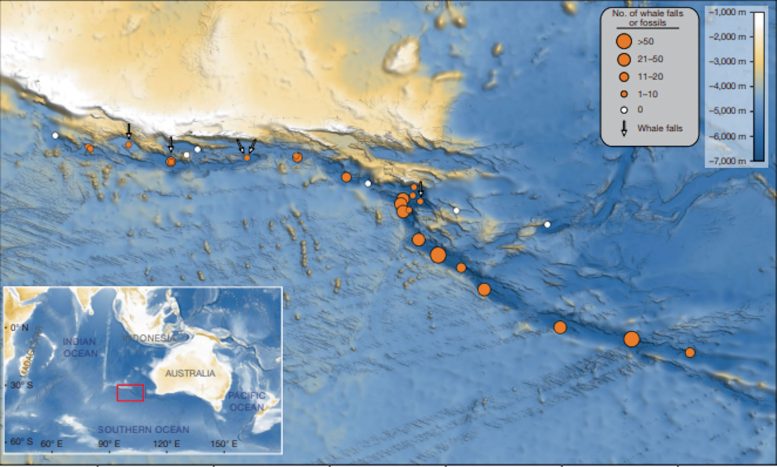 Distribution of Whale Fossils and Whale Falls