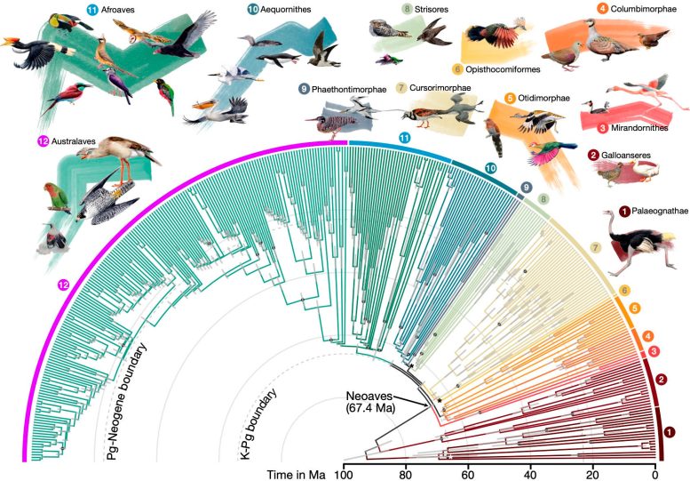 أوقات الاختلاف لـ 363 نوعًا من الطيور بناءً على 63430 موقعًا بين الجينات.
