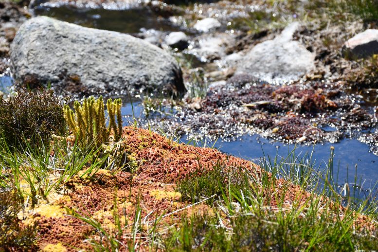 Communauté diversifiée de plantes terrestres dans Boggy Stream, dans le parc national des Cairngorms, en Écosse