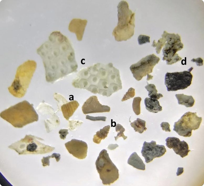 Diverse Prey Species Identified in the Stomach of Lagocephalus sceleratus