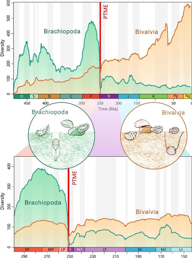 Diversities of Brachiopods and Bivalves Over the Past 500 Myr
