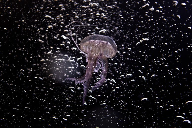 Diving With a Pink Jellyfish by Boris Horvat