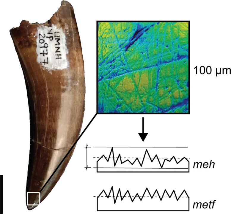 Dmta Image of an Adult Tyrannosaurid Tooth
