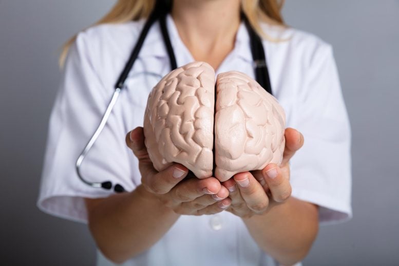 Doctor Holding Brain Model