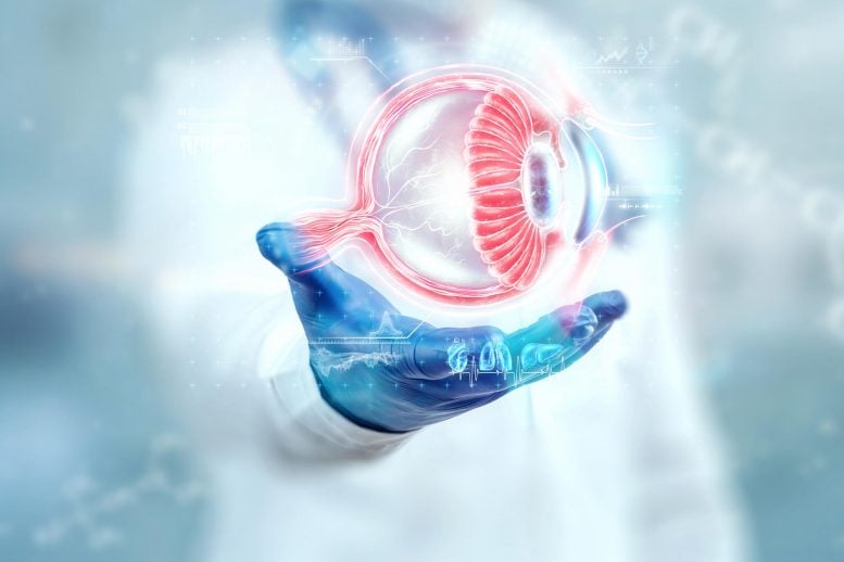 Doctor Scientist Holding Human Eye Anatomy