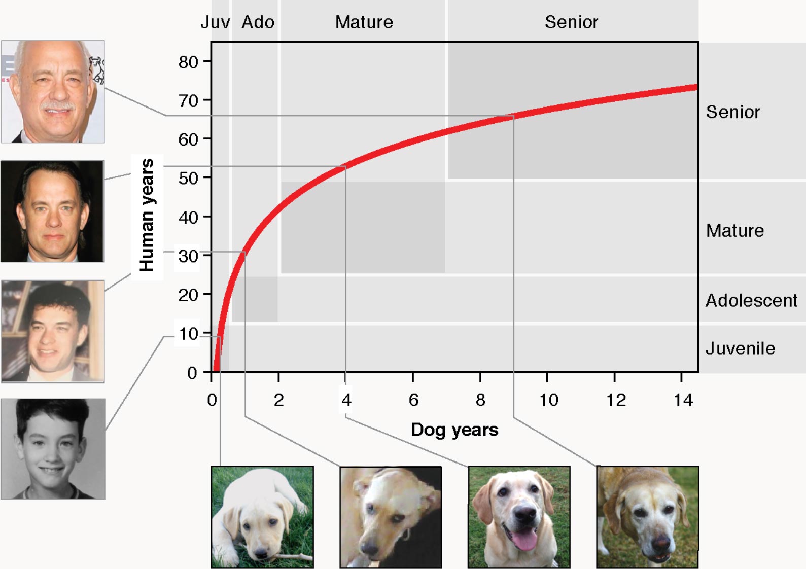 Scientists Use Genetics to Develop Better Formula to Calculate Dog Age in  “Human Years”