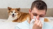 Dog Allergy Concept