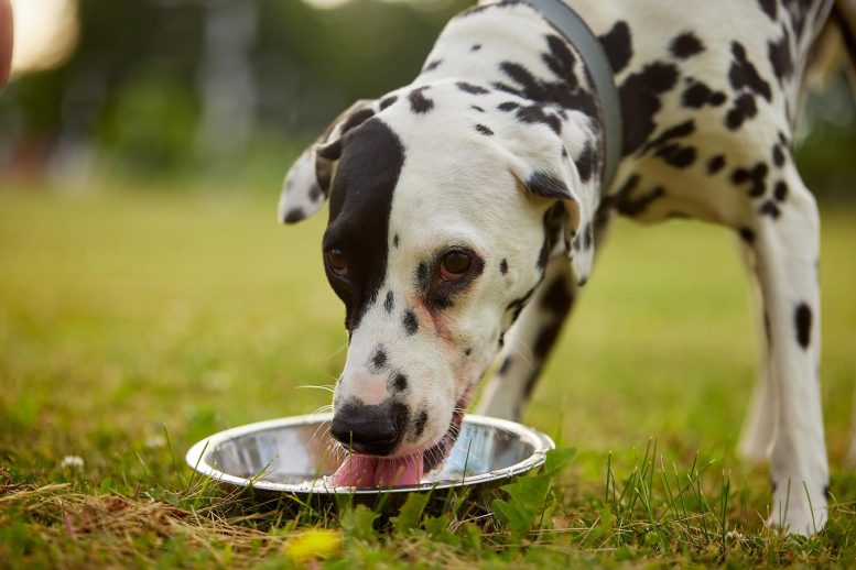 Dog Drinking Water Bowl