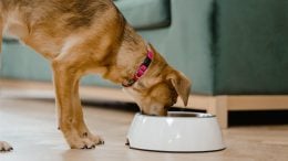 Dog Eating Food