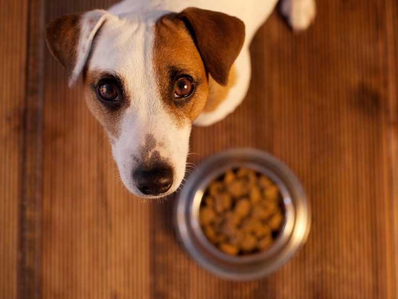 Dog Eating Food