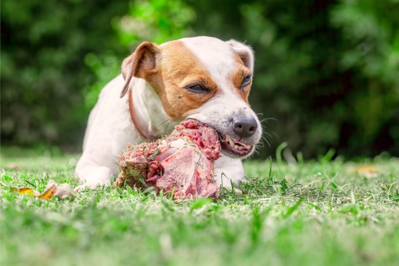 Dog Eating Raw Meat