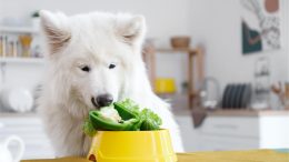 Dog Eating Vegetables
