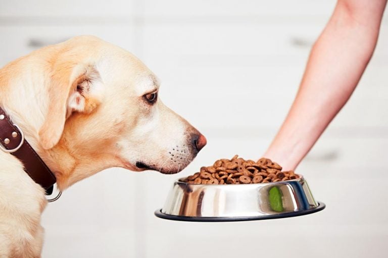 What’s in Dog Food? The Fascinating Chemistry Behind Kibble.