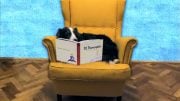 Dog Reading the Little Prince