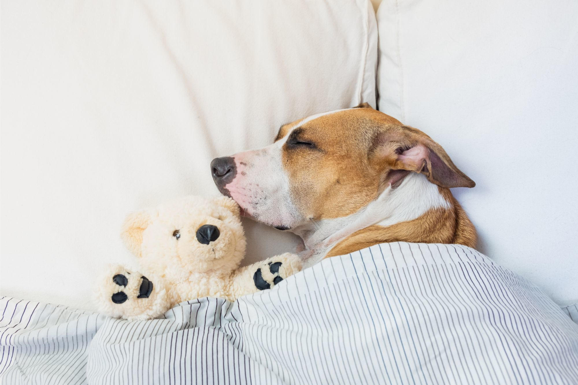 Avoir un chien de compagnie peut augmenter votre risque de trouble du sommeil
