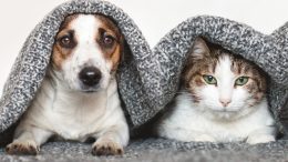 Dog and Cat Pets Under Blanket