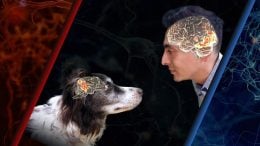 Dog and Human Brains Process Faces Differently