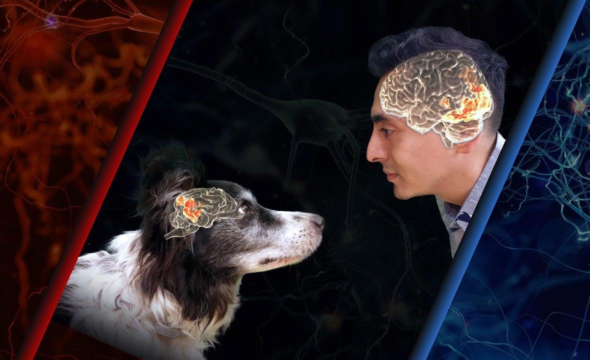 Fmri Experiment Reveals Striking Differences In How Dog And Human