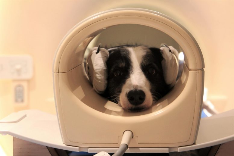 Dog in Brain Scanner