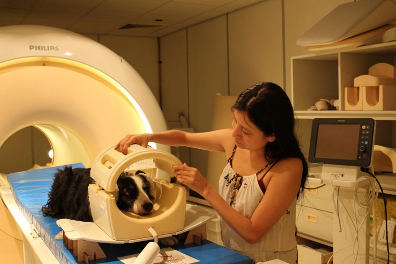 Dog in fMRI