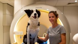 Dog in fMRI With Trainer