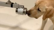 Dogs Can Sniff Out Coronavirus