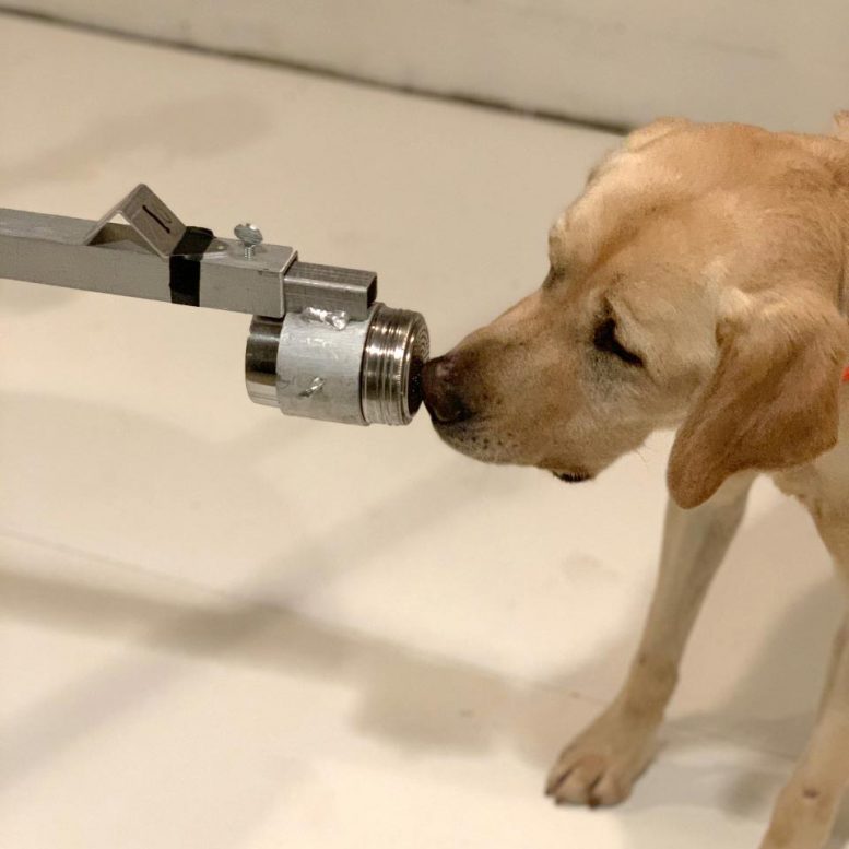 Dogs Can Sniff Out Coronavirus