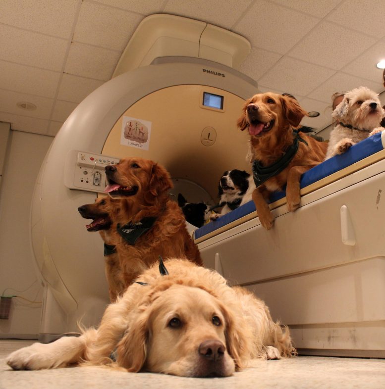 Dogs on fMRI